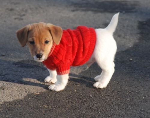 amoying:  puppies in sweaters hee hee hee  puppy in sweater hoo hoo hoo  puppies in sweaters ha ha ha  