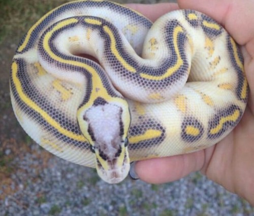 xoxballpythons:Firefly Highway Ball Python