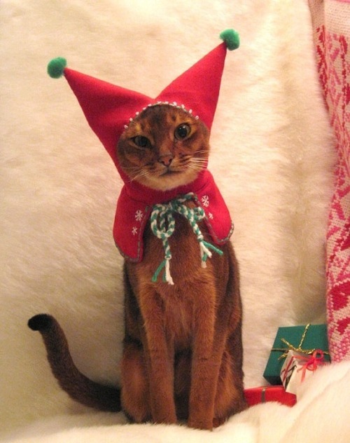 coolcatgroup:Happy Holidays everyone!!!!