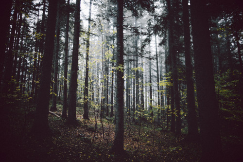 { Autumn Wandering }