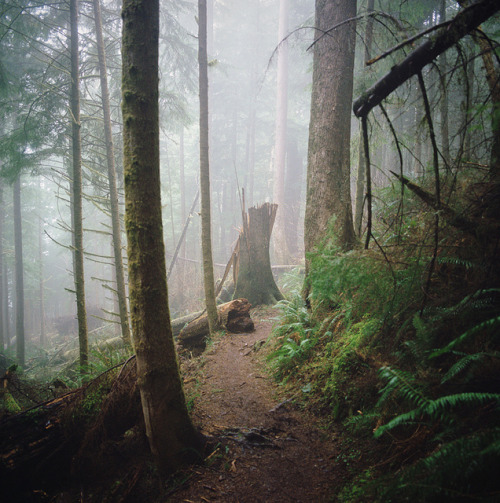 homeintheforest: the moody landscapes (four of five) by manyfires on Flickr.