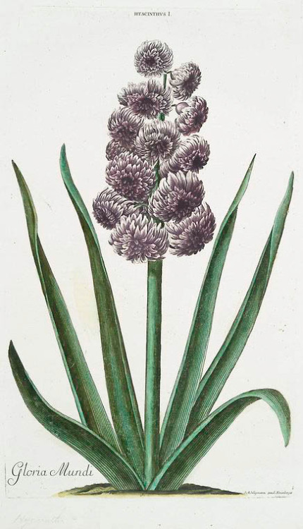 Georg Dionysius Ehret, Hyacinths from “Hortvs, nitidissimis omnem per annvm svperbiens floribvs”, 17