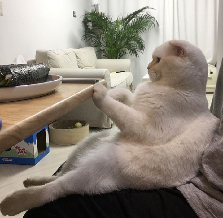 99lenci: IG @ soonmoo_cat