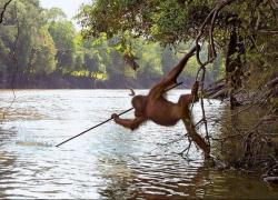 weallheartonedirection:  An Orangutan from a zoo was reintroduced to the wild in Borneo and began spear fishing after watching local fisherman (xpost /r/damnthatsinteresting)