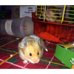 So my one hamster really wants to kill my