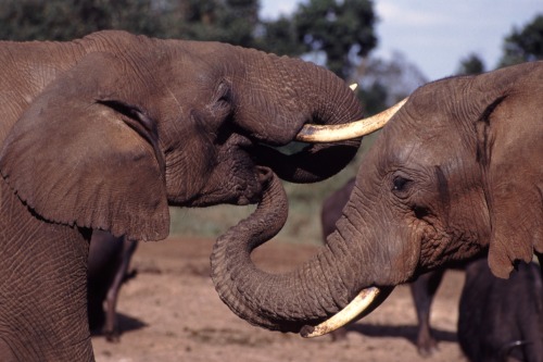 Wild elephants can tell human languages apart!In Amboseli National Park in Kenya, humans and elephan