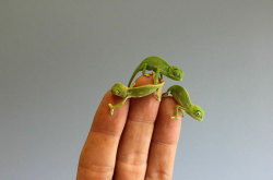 mymodernmet:  Taronga Zoo’s Adorable Baby Chameleons are Small Enough to Sit on Fingertips