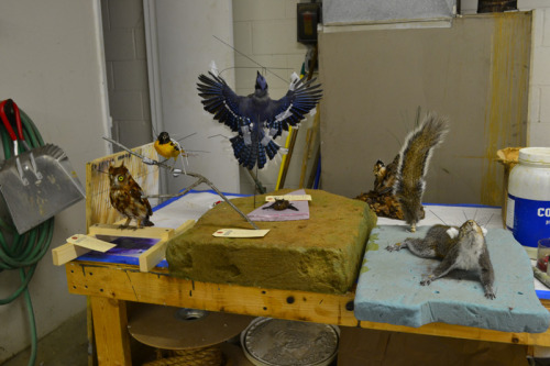 Some of the work from this past summer and a couple from before then. Deer heads are all private com