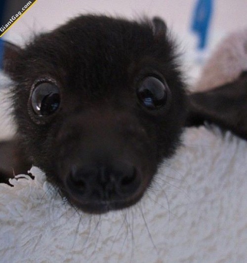 underworld-priest: save-the-bats:  doctorwh000o: Blessing your day with some cute ass fluff dragons. Look at these lil sky puppies ❤