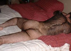 Top Daddy Hairy With stache