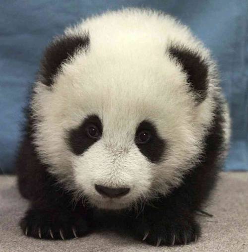 baby panda