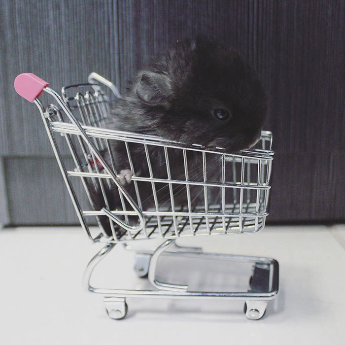 awesome-picz:  Baby Chinchillas That Will Melt Your Heart.