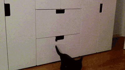Cat GIF Central