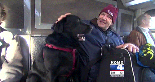 gh0stie:  huffingtonpost:  Seattle Dog Figures Out Buses, Starts Riding Solo To The Dog Park Seattle’s public transit system has had a ruff go of things lately, and that has riders smiling. You see, of the 120 million riders who used the system last