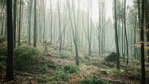 Winter Forest Mist by scotbot on Flickr.