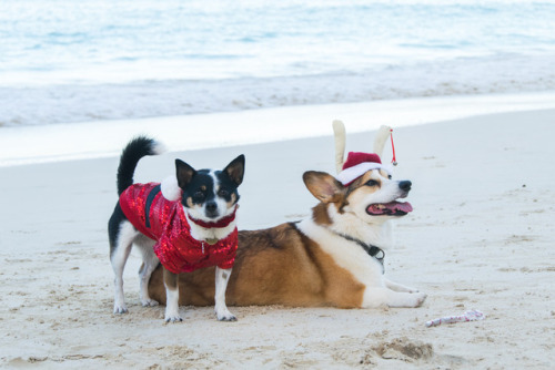 Merry Christmas and a very Mele Kalikimaka from our home to yours! 