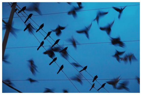 Some birds stay. Some birds go. #thenewnormal #birdmigration #mcallen https://www.instagram.com/p/CK