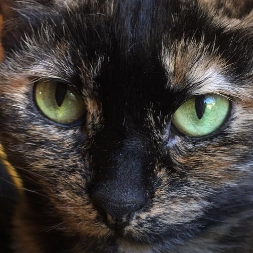 darlingbex:Look how pretty my cat’s eyes are