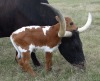snailtongue:[ID: A small brown and white calf resting their head on the head of a