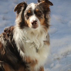 spilltojill-pets-dogs-cats:by oliviatheaussie