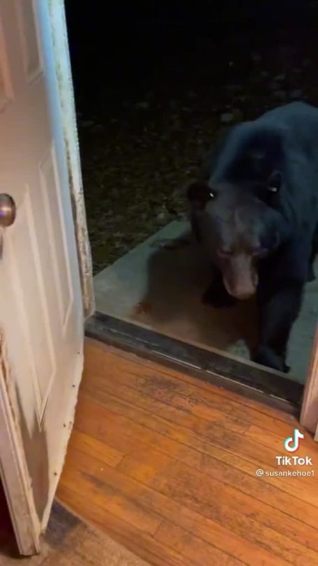 gentlemangeek:somedaythiswillbeclever:manic-sundae:la-criatura:bjornkram:magicalgirlmindcrank:o-kurwa:My man was really gonna let a fucking BEAR into his house for the views and the BEAR had to be the sensible one hereI love bears, they are my favorite