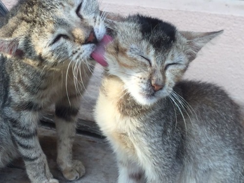 mythsified:My cats. They look like mum and daughter but they’re actually sisters. The small on