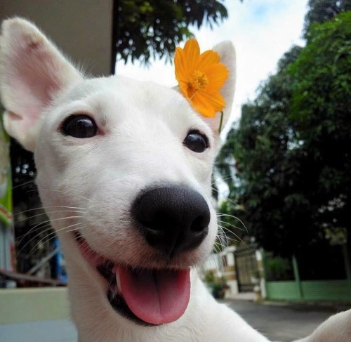 nintendette:thegardenofeedan:creationandcosmos:my heartPls this is the best dog photo set I’ve ever 