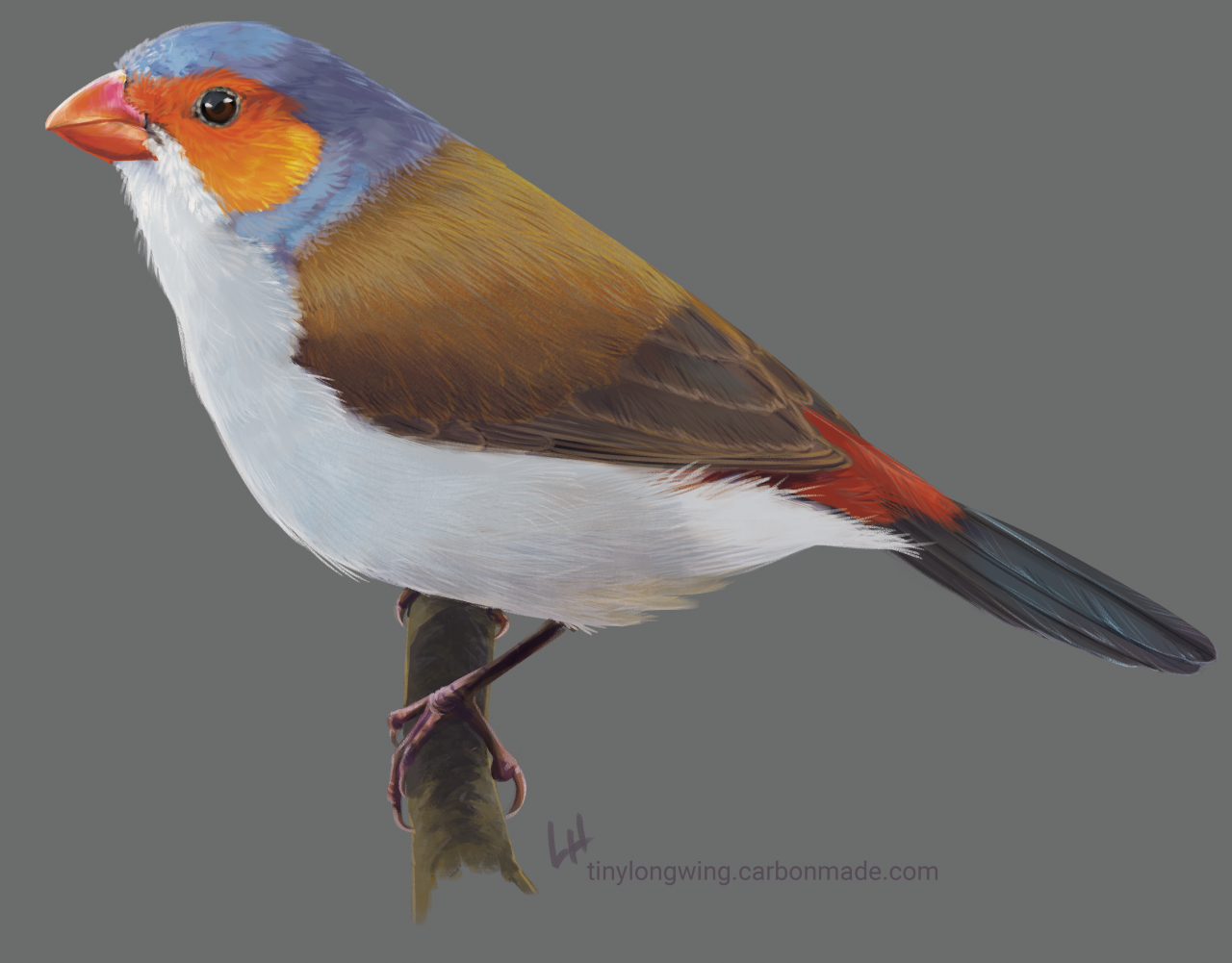 Digital painting of an Orange-cheeked Waxbill. This small songbird has a thick, glossy, cone-shaped bill for cracking open small tough-shelled seeds. The head is gray except for a bright orange cheek patch, the back is brown, the belly is white, the wings are short, and above the black tail is a bright flame-red patch of rump feathers. This bird is illustrated as standing in profile, perched on a small bare branch.