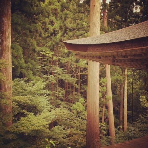 No.857 at Myotsuji Temple, Obama City, Fukui, JapanEaves change trees into pillars, which pulls the 