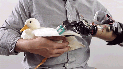 exeunt-pursued-by-a-bear:  deusex:    Check out this robotic hand which can touch and feel, improving perception and reflexes for its user. [ Δ ]  This Robot Hand Will Allow You To Bother An Entire Duck 