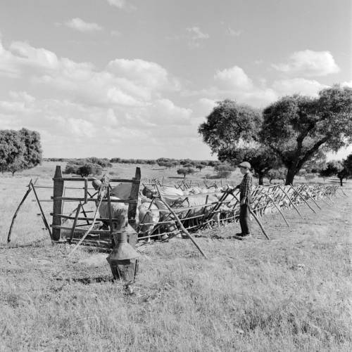 Série “ As Crianças na obra de Artur Pastor”. Alentejo, décadas de 40/50.