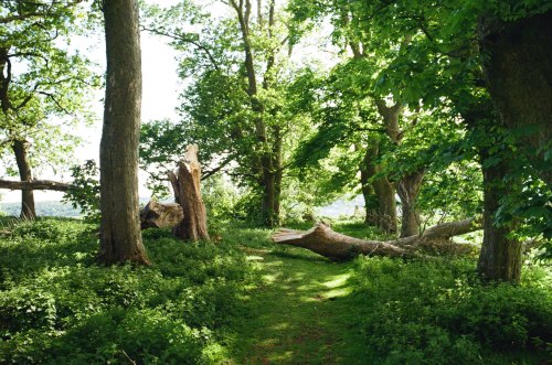 alifeingrain:Gloucestershire - May 2020Pentax K1000 on Kodak Gold 200