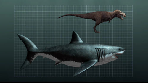 discodick: sixpenceee: PREHISTORIC SHARK: MEGALODON Megalodon is an extinct species of shark that li