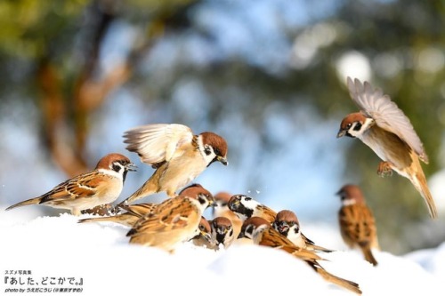 tokyo-sparrows:‪雪遊び⛄️❄️‬ ‪.‬ #キミに出会えて僕に出会えた #私を見つける #スズメ写真集 『あした、どこかで。３』好評発売中 詳しくは→alive
