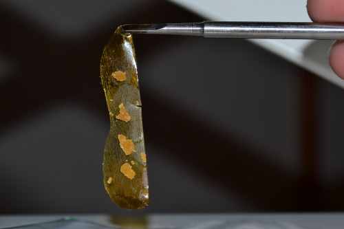 Porn dewaxed:  First dab of 2015 Pineapple Blue photos