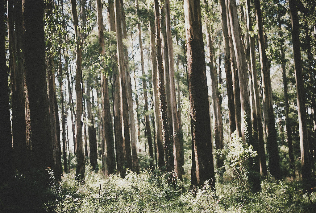 englishsnow:   Jeannine Tan 