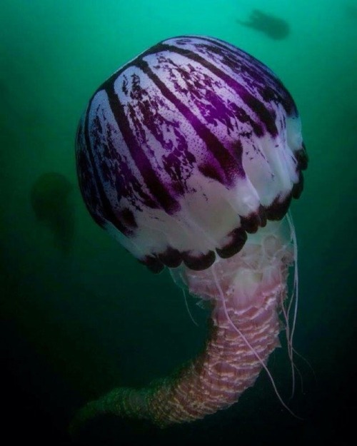 montereybayaquarium:Chrysaora colorata — the purple-striped jelly. A Prince among jellykind. 