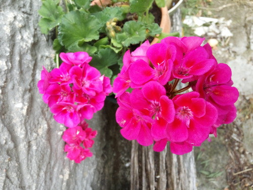 27/Jun/2016Grandpa isn’t here anymore, but the flowers he lovingly planted for grandma are still the