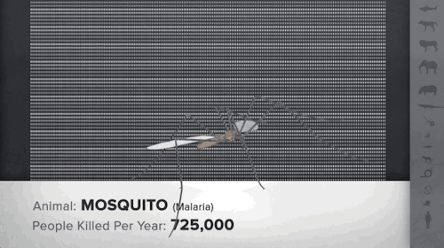 good:  It’s Shark Week! That time of year where television networks pretend sharks are the most dangerous animal out there. Here we compare how many people are killed by sharks per year versus the two deadliest animals for humans - mosquitos and other