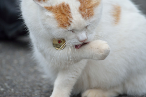 御誕生寺の猫ちゃん2020/10/04