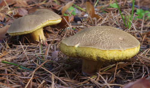There is a class of small to medium sized bolettes with brownish caps and lemon yellow pores. They u