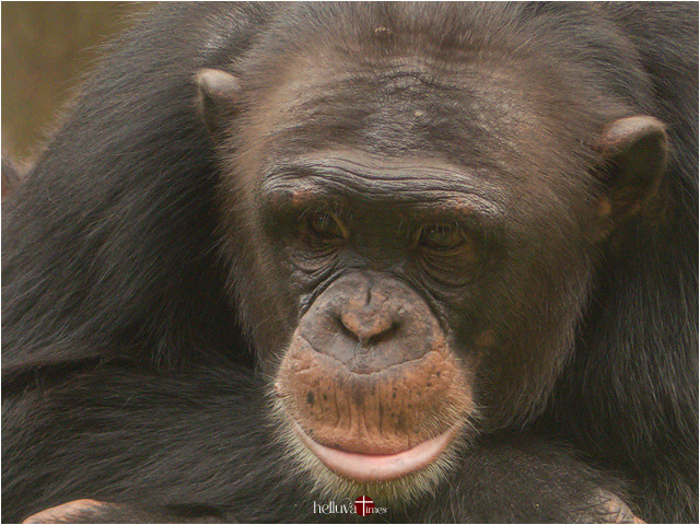 Great Ape In A Quiet Moment