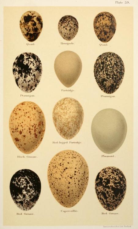 Illustrations taken from ‘Coloured Figures of the Eggs of British Birds’ by Henry Seeboh