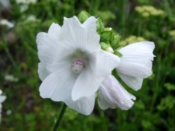 Morigrrl:  Musk Mallow - Malva Moschata