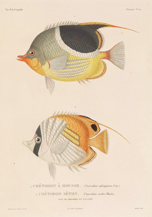 design-is-fine:Louis-Isidore Duperrey, Chaetodon, from Travel around the world, executed by order of