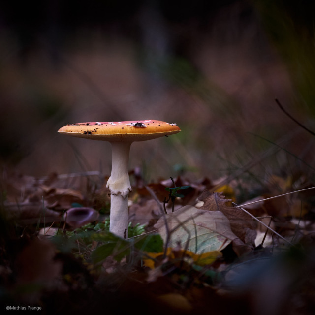 The little treasures of autumn - I always meet mushrooms on my walks. Here a little collection of the lovely autumn companions
