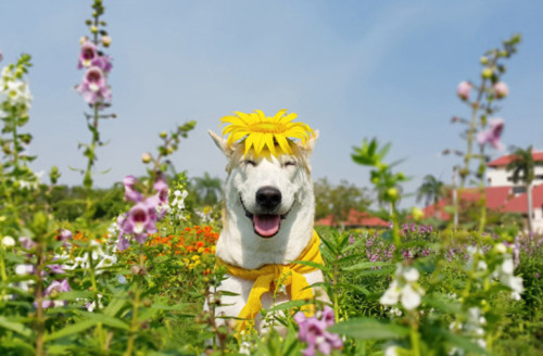 meowoofau:the dog that can’t stop smilingGluta was just another stray dog, living in the stree