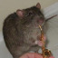 royalweasel