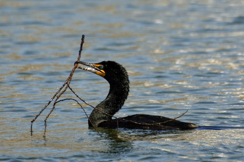 Double-crested cormorant gathering nesting material
