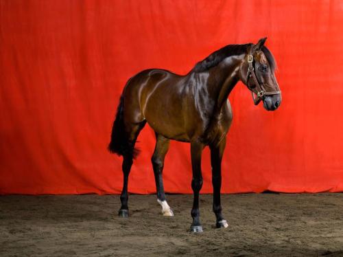 horse photoshoot